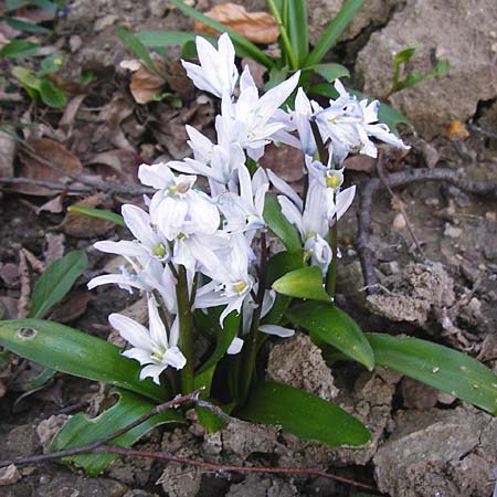 Scilla mischtschenkoana \ Persischer Blaustern, Kaukasische Sternhyazinthe / Early Scilla, White Squill, D Ludwigshafen 12.3.2014