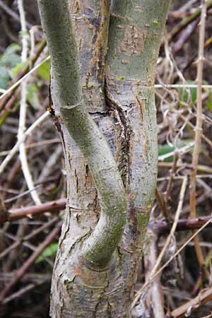 Salix matsudana \ Korkenzieher-Weide, Chinesische Weide / Chinese Willow, D Offenbach am Main 9.4.2014
