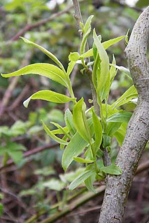 Salix matsudana \ Korkenzieher-Weide, Chinesische Weide / Chinese Willow, D Offenbach am Main 9.4.2014