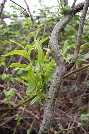 Salix matsudana \ Korkenzieher-Weide, Chinesische Weide / Chinese Willow, D Offenbach am Main 9.4.2014