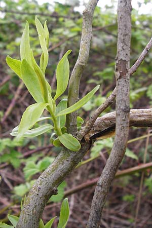 Salix matsudana \ Korkenzieher-Weide, Chinesische Weide / Chinese Willow, D Offenbach am Main 9.4.2014