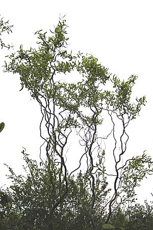 Salix matsudana \ Korkenzieher-Weide, Chinesische Weide / Chinese Willow, D Offenbach am Main 9.4.2014