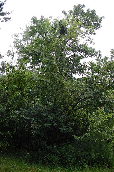 Sorbus mergenthaleriana \ Mergenthalers Mehlbeere / Mergenthaler's Whitebeam, D Regensburg 12.6.2014