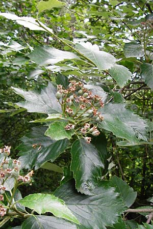 Sorbus mergenthaleriana \ Mergenthalers Mehlbeere / Mergenthaler's Whitebeam, D Regensburg 12.6.2014