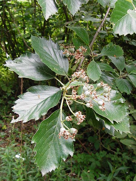 Sorbus mergenthaleriana \ Mergenthalers Mehlbeere / Mergenthaler's Whitebeam, D Regensburg 12.6.2014