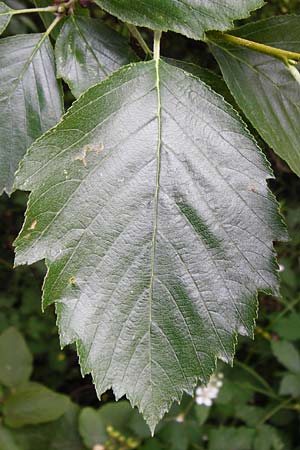 Sorbus mergenthaleriana \ Mergenthalers Mehlbeere / Mergenthaler's Whitebeam, D Regensburg 12.6.2014