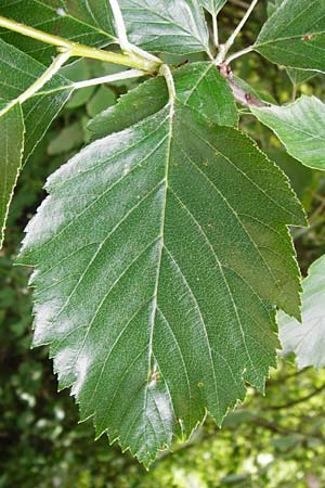 Sorbus mergenthaleriana \ Mergenthalers Mehlbeere / Mergenthaler's Whitebeam, D Regensburg 12.6.2014