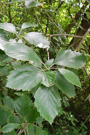 Sorbus mergenthaleriana \ Mergenthalers Mehlbeere / Mergenthaler's Whitebeam, D Regensburg 12.6.2014