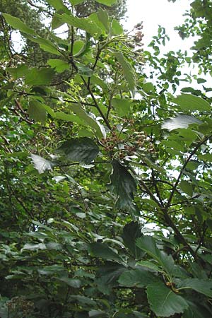 Sorbus mergenthaleriana \ Mergenthalers Mehlbeere / Mergenthaler's Whitebeam, D Regensburg 12.6.2014