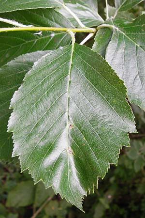 Sorbus mergenthaleriana \ Mergenthalers Mehlbeere / Mergenthaler's Whitebeam, D Regensburg 12.6.2014
