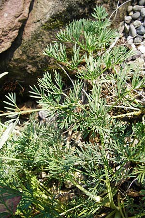 Seseli montanum \ Bergfenchel / Seseli, D Weinheim an der Bergstraße, Botan. Gar.  Hermannshof 1.8.2014