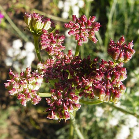 Seseli montanum \ Bergfenchel / Seseli, D Weinheim an der Bergstraße, Botan. Gar.  Hermannshof 1.8.2014