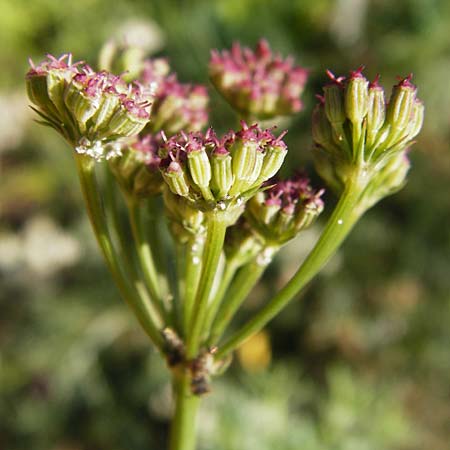 Seseli montanum \ Bergfenchel / Seseli, D Weinheim an der Bergstraße, Botan. Gar.  Hermannshof 1.8.2014