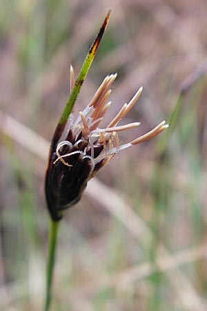 Schoenus nigricans \ Schwrzliche Kopfbinse / Black Bog-Rush, D Memmingen 22.5.2009