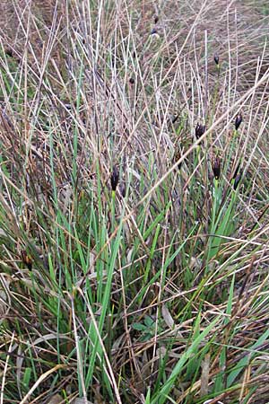 Schoenus nigricans \ Schwrzliche Kopfbinse / Black Bog-Rush, D Memmingen 22.5.2009