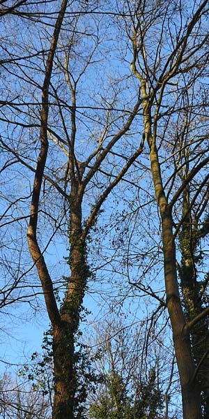 Juglans nigra \ Schwarznuss / Black Walnut, American Walnut, D Mannheim 28.12.2014