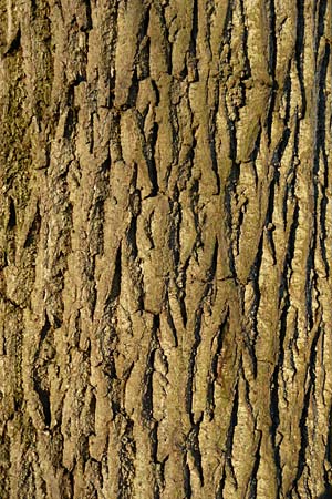 Juglans nigra \ Schwarznuss / Black Walnut, American Walnut, D Mannheim 28.12.2014