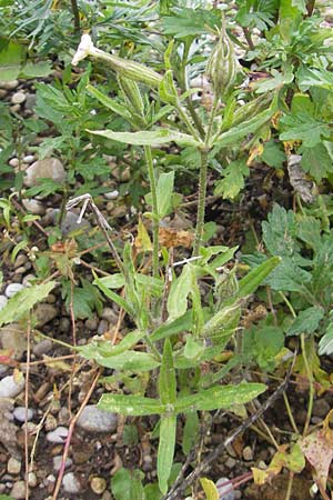 Silene noctiflora \ Nacht-Leimkraut, Acker-Lichtnelke / Night-Flowering Catchfly, D Eching 30.7.2011