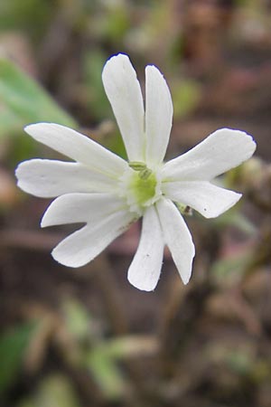 Silene noctiflora \ Nacht-Leimkraut, Acker-Lichtnelke / Night-Flowering Catchfly, D Eching 30.7.2011