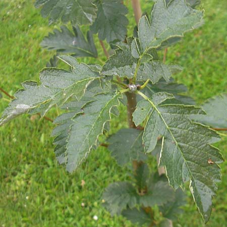 Sorbus harziana \ Harzsche Mehlbeere / Harz' Whitebeam, D Botan. Gar.  Universit.  Regensburg 5.8.2011