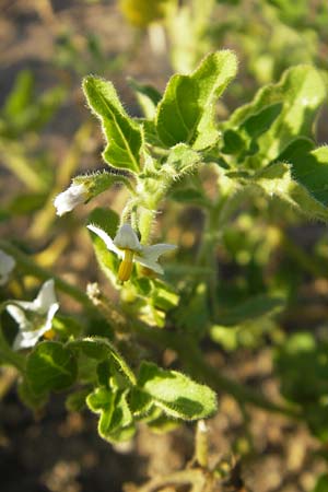 Solanum nitidibaccatum \ Argentinischer Nachtschatten, Glanzfrchtiger Nachtschatten / Ground-Cherry Nightshade, Hairy Nightshade, D Mannheim 30.9.2011