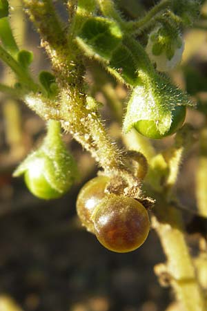 Solanum nitidibaccatum \ Argentinischer Nachtschatten, Glanzfrchtiger Nachtschatten / Ground-Cherry Nightshade, Hairy Nightshade, D Mannheim 30.9.2011