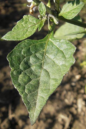 Solanum nigrum \ Schwarzer Nachtschatten / Black Nightshade, D Kehl 15.10.2011