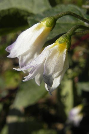 Solanum nigrum \ Schwarzer Nachtschatten / Black Nightshade, D Kehl 15.10.2011