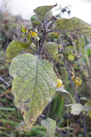 Solanum nigrum subsp. luteovirescens \ Gelbgr&uuml;ner Nachtschatten / Greenish Nightshade, D Mannheim 21.10.2011