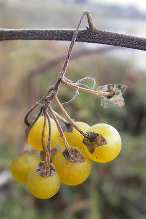 Solanum nigrum subsp. luteovirescens \ Gelbgr&uuml;ner Nachtschatten / Greenish Nightshade, D Mannheim 21.10.2011