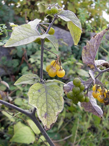 Solanum nigrum subsp. luteovirescens \ Gelbgr&uuml;ner Nachtschatten / Greenish Nightshade, D Mannheim 21.10.2011