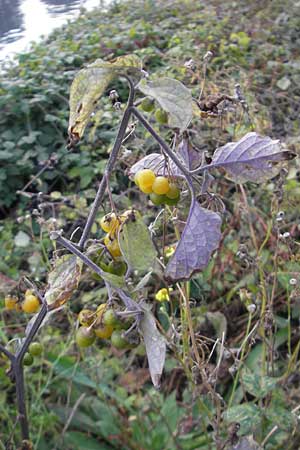 Solanum nigrum subsp. luteovirescens \ Gelbgr&uuml;ner Nachtschatten / Greenish Nightshade, D Mannheim 21.10.2011