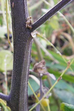 Solanum nigrum subsp. luteovirescens \ Gelbgr&uuml;ner Nachtschatten / Greenish Nightshade, D Mannheim 21.10.2011