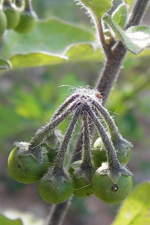 Solanum nigrum subsp. schultesii \ Schultes' Nachtschatten, Tuschender Nachtschatten / Schultes's Nightshade, D Heidelberg 21.7.2012