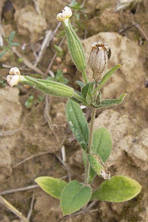 Silene noctiflora \ Nacht-Leimkraut, Acker-Lichtnelke / Night-Flowering Catchfly, D Wiesloch 13.8.2013