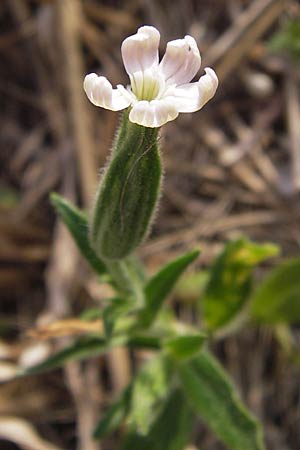 Silene noctiflora \ Nacht-Leimkraut, Acker-Lichtnelke / Night-Flowering Catchfly, D Wiesloch 13.8.2013