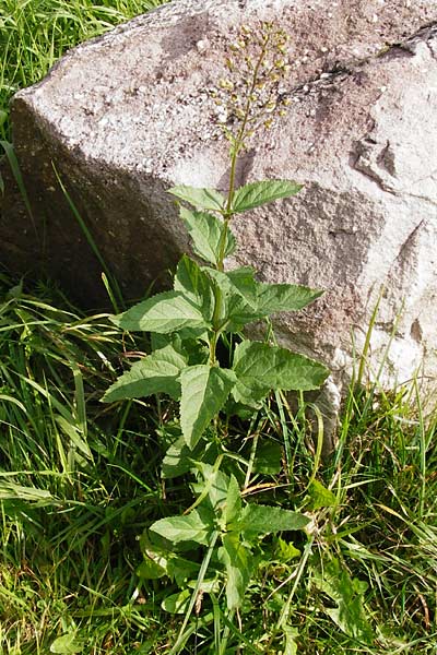 Scrophularia nodosa \ Knotige Braunwurz / Common Figwort, D Schwarzwald/Black-Forest, Schliffkopf 11.9.2014