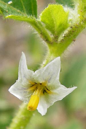 Solanum nitidibaccatum \ Argentinischer Nachtschatten, Glanzfrchtiger Nachtschatten / Ground-Cherry Nightshade, Hairy Nightshade, D Mannheim 28.9.2014