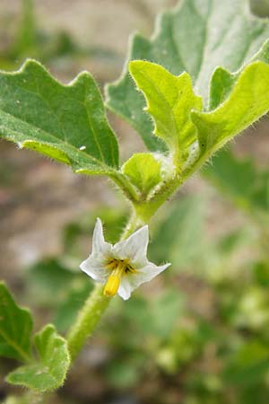 Solanum nitidibaccatum \ Argentinischer Nachtschatten, Glanzfrchtiger Nachtschatten / Ground-Cherry Nightshade, Hairy Nightshade, D Mannheim 28.9.2014