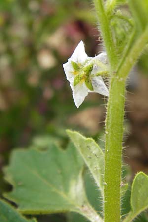 Solanum nitidibaccatum \ Argentinischer Nachtschatten, Glanzfrchtiger Nachtschatten / Ground-Cherry Nightshade, Hairy Nightshade, D Mannheim 28.9.2014