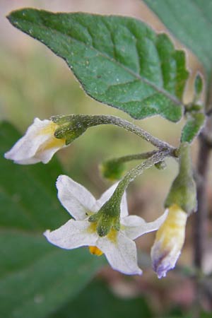 Solanum nigrum \ Schwarzer Nachtschatten / Black Nightshade, D Mannheim 30.9.2014