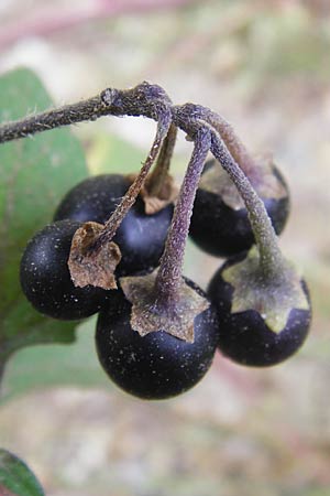 Solanum nigrum \ Schwarzer Nachtschatten / Black Nightshade, D Mannheim 30.9.2014
