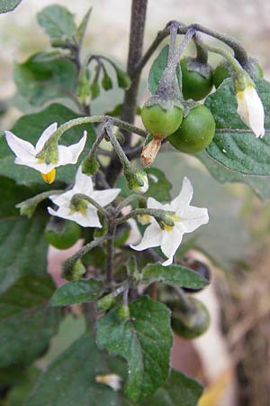 Solanum nigrum \ Schwarzer Nachtschatten / Black Nightshade, D Mannheim 30.9.2014