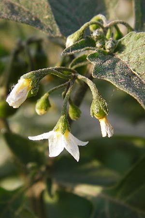 Solanum nigrum \ Schwarzer Nachtschatten / Black Nightshade, D Mannheim 30.9.2014