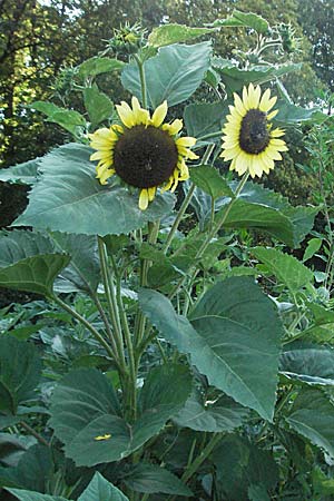 Helianthus annuus \ Sonnenblume / Sunflower, D Mannheim 24.7.2006
