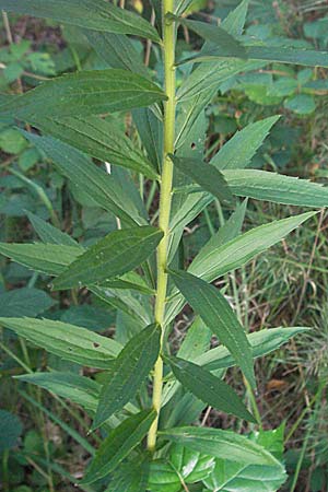 Solidago gigantea \ Spte Goldrute / Giant Goldenrod, D Schwetzingen 4.9.2006
