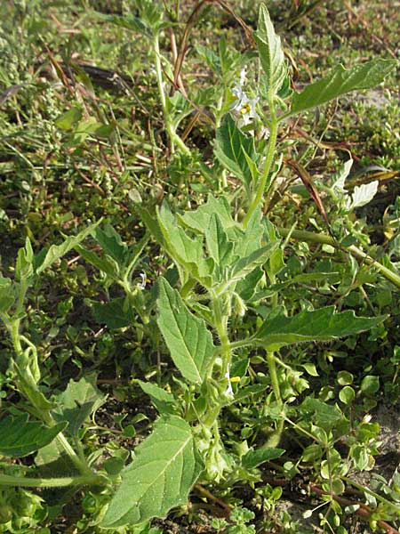 Solanum nitidibaccatum \ Argentinischer Nachtschatten, Glanzfrchtiger Nachtschatten / Ground-Cherry Nightshade, Hairy Nightshade, D St. Leon - Rot 23.9.2006
