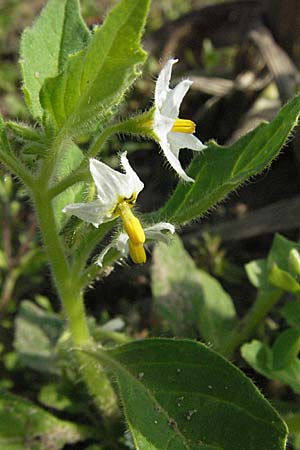 Solanum nitidibaccatum \ Argentinischer Nachtschatten, Glanzfrchtiger Nachtschatten / Ground-Cherry Nightshade, Hairy Nightshade, D St. Leon - Rot 23.9.2006