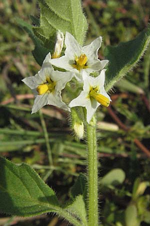 Solanum nitidibaccatum \ Argentinischer Nachtschatten, Glanzfrchtiger Nachtschatten / Ground-Cherry Nightshade, Hairy Nightshade, D St. Leon - Rot 23.9.2006
