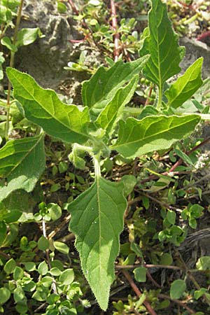 Solanum nitidibaccatum \ Argentinischer Nachtschatten, Glanzfrchtiger Nachtschatten / Ground-Cherry Nightshade, Hairy Nightshade, D St. Leon - Rot 23.9.2006